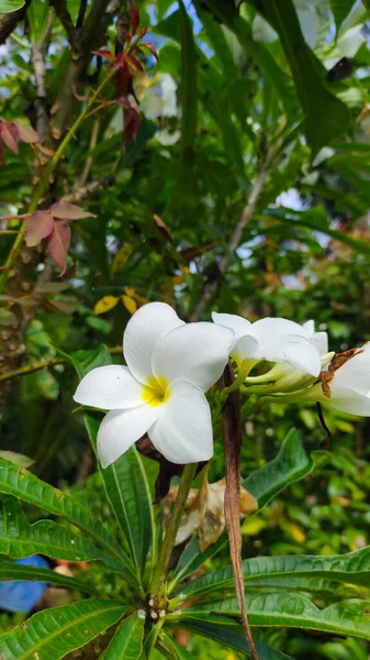 Fiore Orchidea Bianca Attaccato Albero Nella Zona Pangandaran Indonesia — Foto Stock