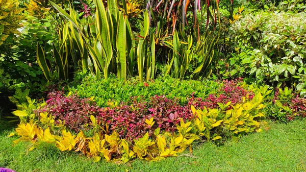 Patio Abuela Lleno Plantas Ornamentales Área Pangandaran Indonesia — Foto de Stock