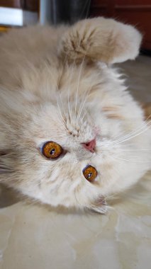 Beyaz tüylü bir kedi Endonezya 'nın Cikancung bölgesinde yerde yuvarlanıyor.