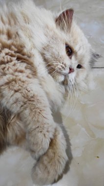 Beyaz tüylü bir kedi Endonezya 'nın Cikancung bölgesinde yerde yuvarlanıyor.