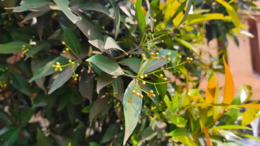 Endonezya 'nın Cikancung bölgesinde bir tepede yetişen yol kenarı ağacı.