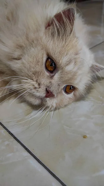 白いふわふわの猫がインドネシアのキカンプン地区の床に転がっています — ストック写真