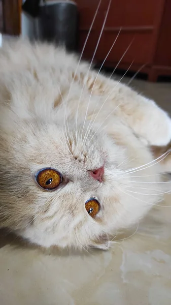 Gato Blanco Esponjoso Rodando Suelo Área Cikancung Indonesia —  Fotos de Stock