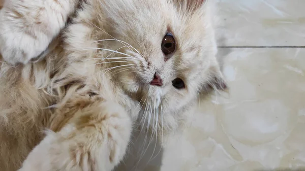 Seekor Kucing Berbulu Putih Berguling Guling Lantai Daerah Cikancung Indonesia — Stok Foto