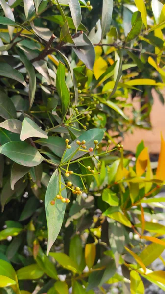 Endonezya 'nın Cikancung bölgesinde bir tepede yetişen yol kenarı ağacı.