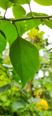 Pangandaran bölgesinde, Endonezya 'da güneşin arkasındaki yaprakların dokusu