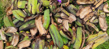 Pangandaran bölgesinde, Endonezya 'da bir çayırda muz kabuğu yığını