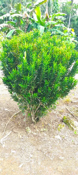 Pequeño Árbol Área Del Cementerio Pangandaran Indonesia — Foto de Stock