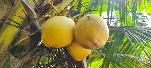 Žluté Kokosové Ovoce Rostoucí Kokosovém Stromě Pobřeží Pangandaran Indonésie — Stock fotografie