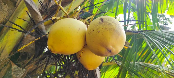 Fruta Coco Amarela Crescendo Coqueiro Costa Pangandaran Indonésia — Fotografia de Stock