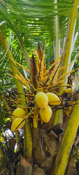 Žluté Kokosové Ovoce Rostoucí Kokosovém Stromě Pobřeží Pangandaran Indonésie — Stock fotografie