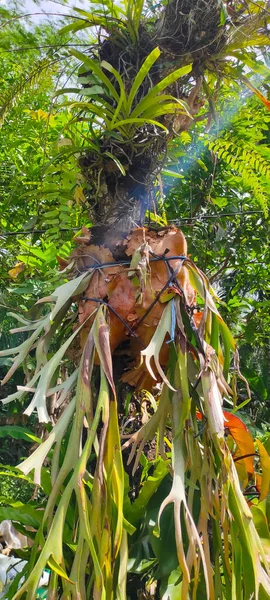 印度尼西亚潘甘达兰地区院子里鹿角形式的观赏植物 — 图库照片