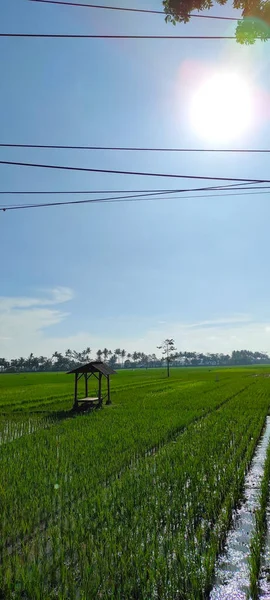 Vista Campos Arroz Una Mañana Soleada Área Pangandaran Indonesia —  Fotos de Stock