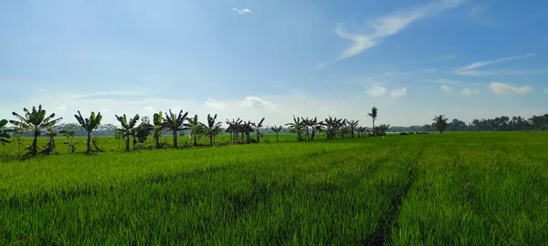 Vista Campos Arroz Uma Manhã Ensolarada Área Pangandaran Indonésia — Fotografia de Stock