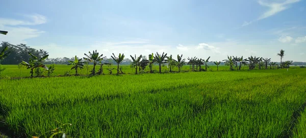 Expansão Campos Arroz Verde Coqueiros Área Banjar Indonésia — Fotografia de Stock