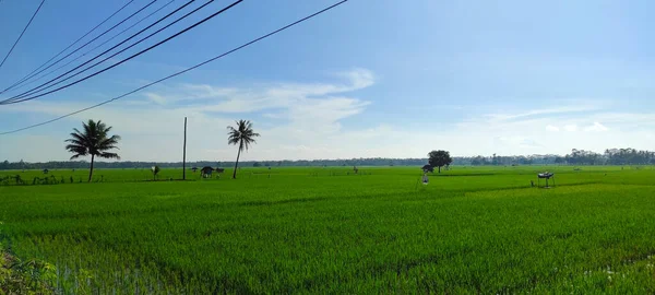 Rozšíření Zelených Rýžových Polí Kokosových Stromů Oblasti Banjar Indonésie — Stock fotografie