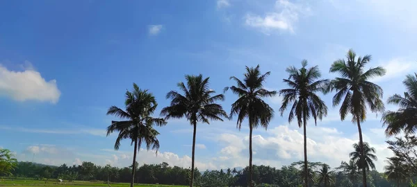 Fileiras Coqueiros Área Banjar Indonésia — Fotografia de Stock