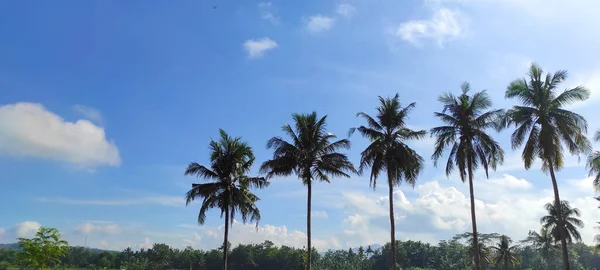 Rows Coconut Trees Banjar Area Indonesia — Stock Photo, Image