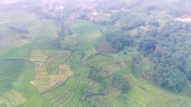 Endonezya 'nın Cicalengka bölgesindeki bir yamaçtaki yeşil pirinç tarlalarına odaklanmış hava görüntüsü