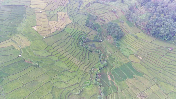 Abstract Defocused Aerial View Green Rice Fields Hillside Cicalengka Region — Stock Photo, Image