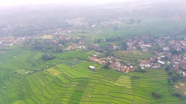 Landschappelijk Uitzicht Een Uitgestrekt Rijstveld Aan Rand Van Stad Het — Stockfoto