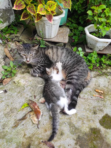 위기에 줄무늬 고양이가 인도네시아 옆에서 고양이에게 모유를 먹이고 — 스톡 사진