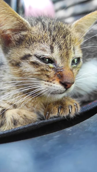 Abstract Defocused Portrait Striped Haired Kitten Relaxing Motorbike Morning Cicalengka — Stock fotografie