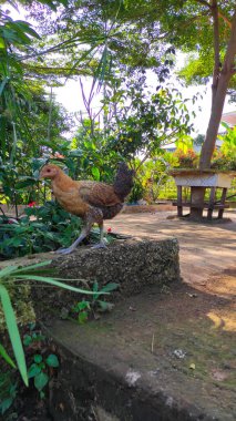 Endonezya 'da güneşli bir öğleden sonra avluda dolaşan siyah beyaz bir tavuk sürüsü.