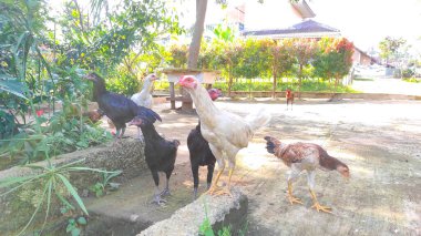 Soyut Odaklanma Bozulmuş Siyah beyaz tavuk sürüsü güneşli bir öğleden sonra Majalaya 'da avluda dolaşıyorlar Endonezya' da, Odaklanma değil