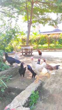 Soyut Odaklanma Bozulmuş Siyah beyaz tavuk sürüsü güneşli bir öğleden sonra Majalaya 'da avluda dolaşıyorlar Endonezya' da, Odaklanma değil