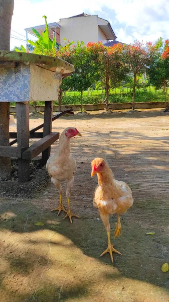 A white hen comes out of the cage and roams the yard in the Bandung area - Indonesia