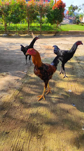 Flock Black White Chickens Roaming Yard Sunny Afternoon Majalaya Indonesia — Foto de Stock