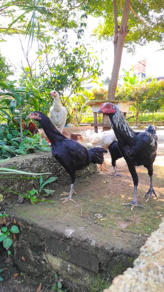 Abstract Defocused Flock Black White Chickens Roaming Yard Sunny Afternoon — Photo