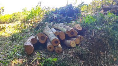 Abstract Defocused Background is a pile of wood from felled trees in the Cikancung area - Indonesia. Not Focus
