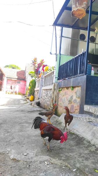 Photo Rooster Roaming Middle Residential Street Morning Cikancung Area Indonesia — 图库照片