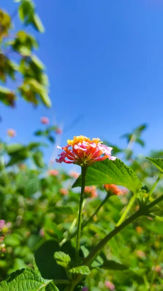 Abstract Defocused Pink Flowers Blooming Garden Bright Blue Sky Background — Fotografia de Stock