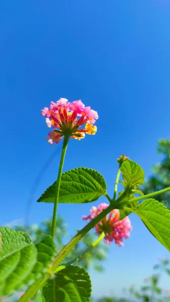 Abstract Defocused Pink Flowers Blooming Garden Bright Blue Sky Background — Foto de Stock