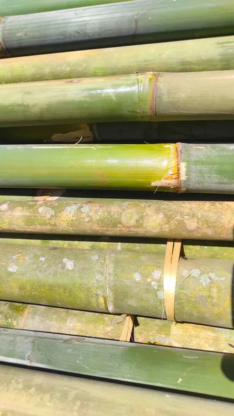 Abstract Defocused Background Pile Young Bamboo Has Been Cut Dried — Foto de Stock