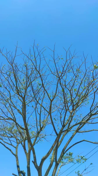 Photo Tree Fallen Leaves Cikancung Area Isolated Bright Blue Sky — ストック写真
