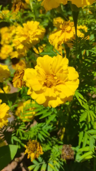 Φωτογραφία Από Ένα Μάτσο Κίτρινα Λουλούδια Gaillardia Στον Κήπο Της — Φωτογραφία Αρχείου