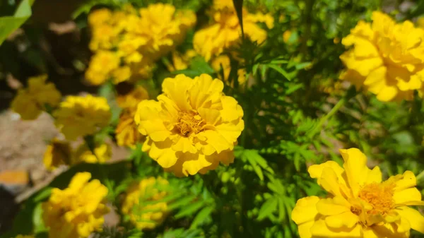 Photo Bunch Yellow Gaillardia Flowers Garden City Square Cikancung Area — Stock Photo, Image