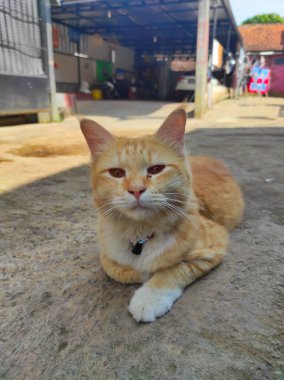 Photo of a striped cat, lying relaxed in the middle of the road in the Cikancung area. Not Focus