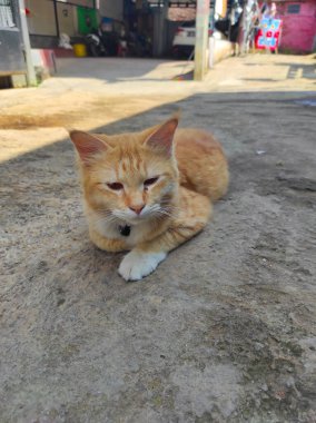 Photo of a striped cat, lying relaxed in the middle of the road in the Cikancung area. Not Focus