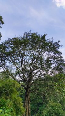 Endonezya 'nın Cicalengka Turizm bölgesinde, ormanın ortasında yükselen kökleri olan dev bir ağacın soyut Odaklanmış Bulanık Fotoğrafı. Odaklanma
