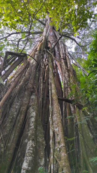 Аннотация Defocused Blurred Photo Giant Tree Towering Roots Middle Forest — стоковое фото