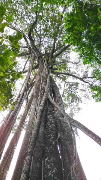Abstract Defokussiertes Unscharfes Foto Eines Riesigen Baumes Mit Hoch Aufragenden — Stockfoto