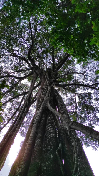 Аннотация Defocused Blurred Photo Giant Tree Towering Roots Middle Forest — стоковое фото