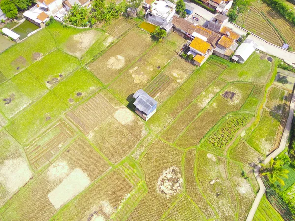 Abstract Defocused Blurred Background Aerial Photo House Middle Rice Field — стокове фото