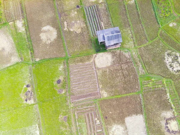 アブストラクト赤外線背景キカンプン地方の大規模な水田の真ん中にある家の空中写真 フォーカスじゃない — ストック写真
