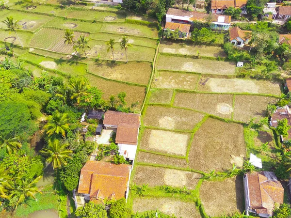 要旨赤外線背景日中インドネシアのキカンプン地域におけるプロットされた水田やヤシの木の空中写真 フォーカスじゃない — ストック写真